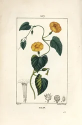 Jalap, Convolvulus Jalappa
