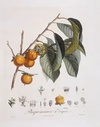 Japanese Persimmon or kaki (Diospyros kaki)