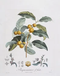 Japanese Persimmon or kaki (Diospyros kaki), botanical plate by Pierre Jean Francois Turpin