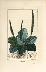 Large Plantain, Plantago Major