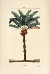 Large branch or large cycas - Queen sago, Cycas circinalis, showing leaf, seed and trunk