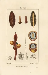 Large branch or large cycas seeds - Queen sago, Cycas circinalis, showing seed and section
