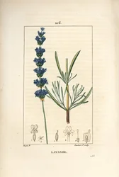 Lavender, Lavandula spica