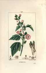 Marshmallow, Wild Marshmallow or White Mallow - Marsh mallow, Althaea officinalis
