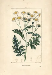 Matricary - Feverfew, Matricaria vulgaris