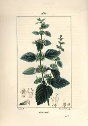 Melisse des jardins or melisse cultivated - Common balm, Melissa hydrtensis
