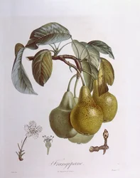 Pears, botanical plate