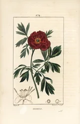 European peony, Paeonia officinalis, with flower, leaf and outline of flower parts (Illustration from La Flore Medicale)