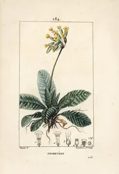 Cowslip, Primula veris (from La Flore Medicale)