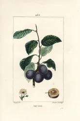 Prune - Plum or Plum Tree, Prunus domestica, with Fruit, Leaf, Blossom, Branch and Ripe Fruit in Section. Handcoloured Stipple Copperplate Engraving by Lambert Junior from a Drawing by Pierre Jean-Francois Turpin from Chaumeton, Poiret and Chamberet