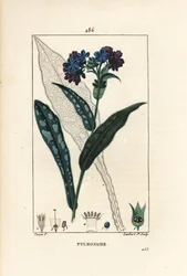 Pulmonary officinale - Lungwort, Pulmonaria officinalis, with flower, leaf, stalk, and leaf in outline. Handcoloured stipple copperplate engraving from Chaumeton, Poiret and Chamberet