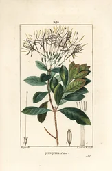 Quinquina Piton - Exostema Sanctae-Luciae