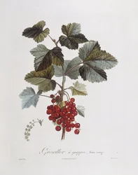Red currant (Ribes rubrum), botanical plate by Pierre Jean Francois Turpin