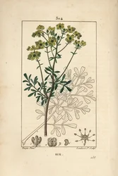 Rue des jardins or Rue fetide - Rue or herb of grace, Ruta graveolens, showing flower, leaf, stalk, seed and outline