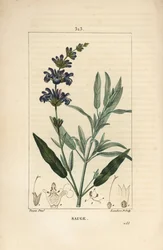 Sage officinale - Common sage, Salvia officinalis, with flower, leaf, stalk, and seed