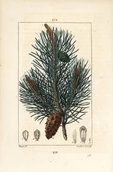 Scots Pine, Pinus sylvestris (from La Flore Medicale)