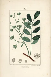 Simarouba Bitere - Marupa or Bitterwood