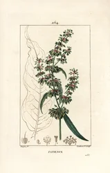 Patience dock, Rumex patientia, with flower, stalk, leaves, seed and leaf outline (Illustration from La Flore Medicale)