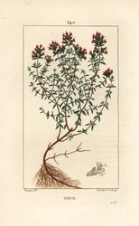 Thyme, Thymus Vulgaris
