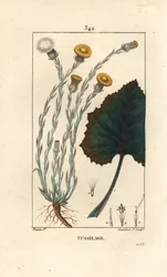 Coltsfoot - Tussilago farfara, with flower, leaf, stem and root