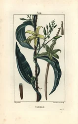 Vanilla - Vanilla orchid, Epidendron vanilla, with flower, leaf, seedpod. Handcoloured stipple copperplate engraving by Lambert Junior from a drawing by Pierre Jean-Francois Turpin from Chaumeton, Poiret and Chamberet