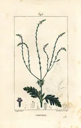 Verbena or Sacred Herb, Venus