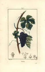 Vine - Grape vine, Vitis vinifera, with fruit, leaf, tendril and stem