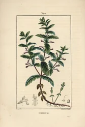 Water germandree - Water germander, Teucrium scordium, showing flower, leaf, stalk and roots