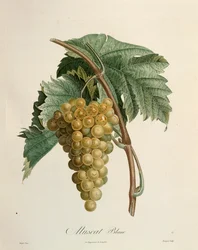 White muscat grapes