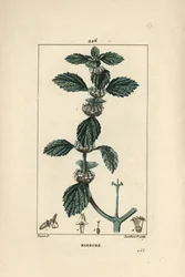 Common Horehound (from 