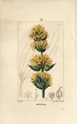 Yellow Gentian or Great Gentian, Gentiana lutea