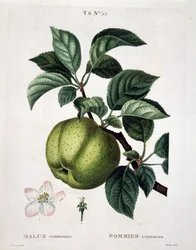 Apple tree - in "Nouveau Duhamel du Monceau ou traite des arbres et shrustes qui one cultivate en France", figures after the drawings of P.J. Redoute et P. Bessa, Paris