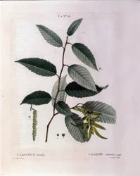 Botanical: Branch of Charm. Plate Taken from 