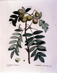 Botanical: branch of cormier (Sorbus domestica). Plate drawn from 