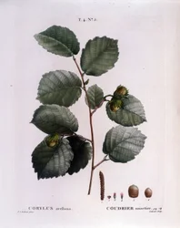 Botanical: hazelnut branch. Plate taken from 