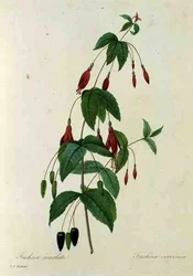 Fuchsia coccinea, from 