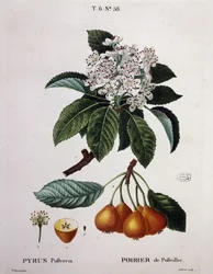 Poirier de Pollviller - in 