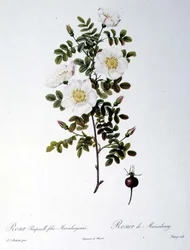 Rosa Pimpinellifolia Mariaeburgensis, engraved by Chapuy, from 