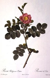 Rosa Rubiginosa Cretica, Engraved by Langlois, from 