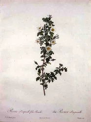 Rosa pimpinelli folia pumila (dwarf Scotch rose), engraved by Chapuy, from 
