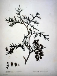 Thuya occidentalis or American Thuya - in 