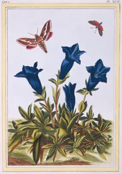Blue Gentian Trumpet Flower