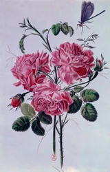 Bouquet of Peonies Lithograph by Pierre Joseph