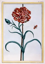 Carnation