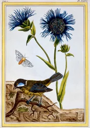 Cornflower (pub. 1776)