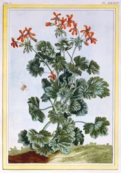 Cranesbill