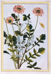 Ethiopian Arcotis (African Lily)