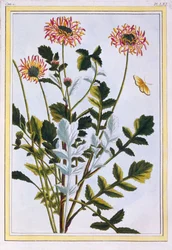 Ethiopian Arctotis African Daisy, pub. 1776
