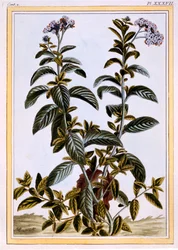 Heliotrope or Cherry-pie, c.1766