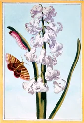 Hyacinth, pub. 1776